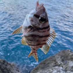 多種多様釣れてます!但しサイズが伸びない!