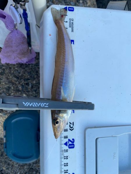 久しぶりのキス釣りは爆釣