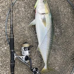 久しぶりの青牙&鰤族マルチ。。