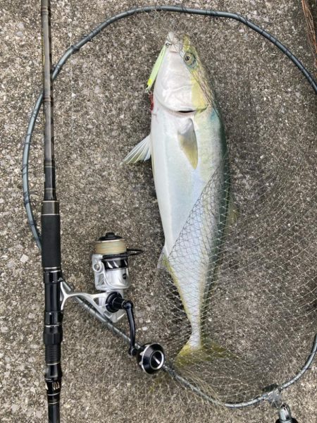 久しぶりの青牙&鰤族マルチ。。