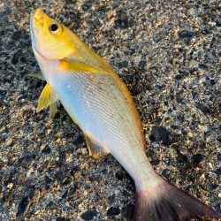 一投目からくるか!