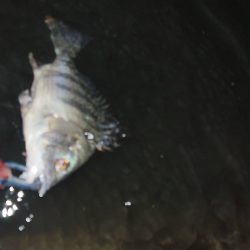 激渋の中粘って釣ったチヌ!