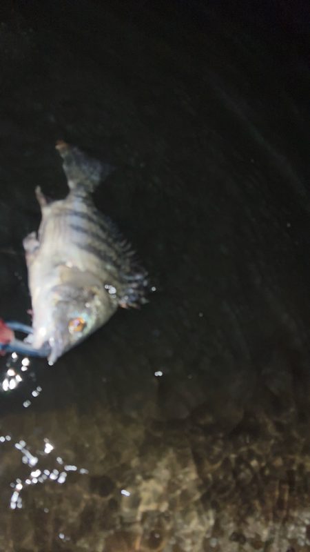 激渋の中粘って釣ったチヌ!