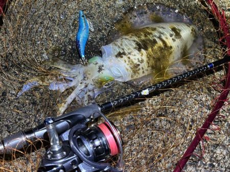 満潮大潮のナイトエギングで良型アオリイカ連…