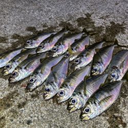 秋のアジングシーズン開幕！