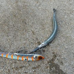 爆風の中苦手なナイトエギングで良型アオリイカゲット♪