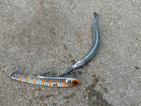 爆風の中苦手なナイトエギングで良型アオリイカゲット♪