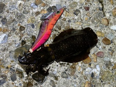 激流にエギを流してただ巻きでアオリイカゲッ…