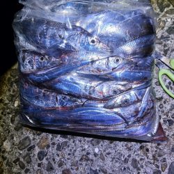 タチウオ狩り 爆釣モード