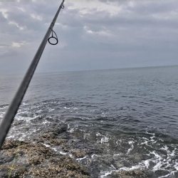 スマガツオ釣れました!