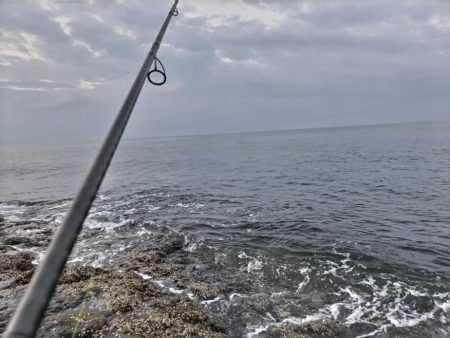 スマガツオ釣れました!