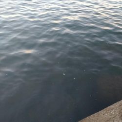 サゴシ、コウイカ、カンパチ(み)