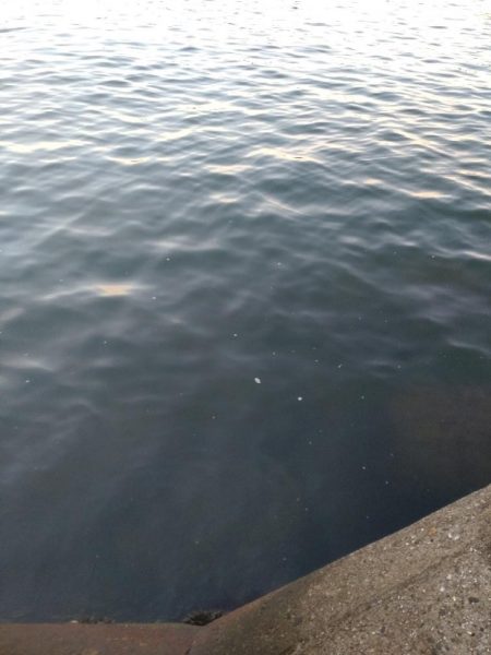 サゴシ、コウイカ、カンパチ(み)