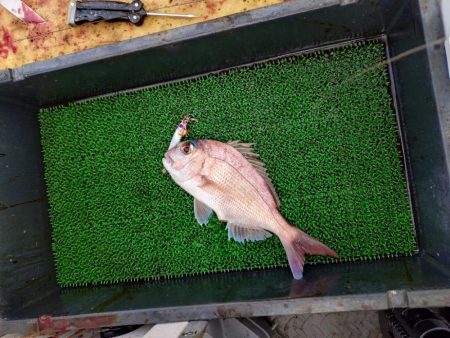 ティップランとライトジギング!