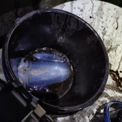 ティップランで初のキロアップ!