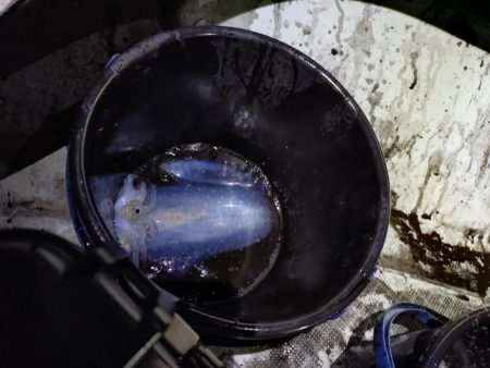 ティップランで初のキロアップ!