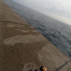 秋の青物シーズン開幕 (その3)