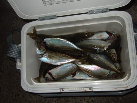 シーズン初釣行強風下のアジ