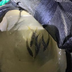 人マジシャン　魚少なめ