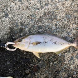 2024 佐渡ヶ島エギング 18回目【10月1日】