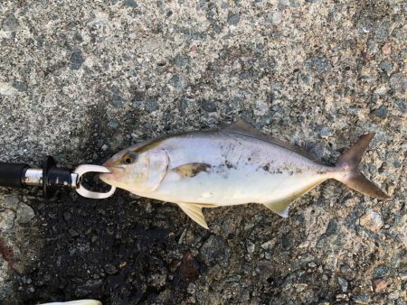 2024 佐渡ヶ島エギング 18回目【10月1日】