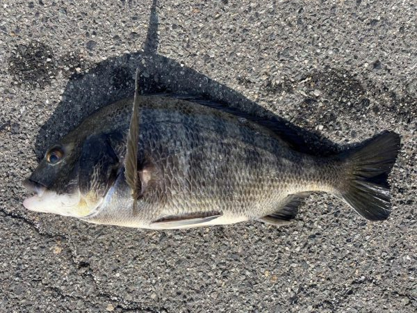 イチノ兄弟、釣果！