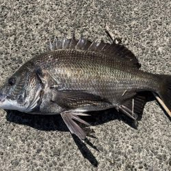 イチノ兄弟、釣果!