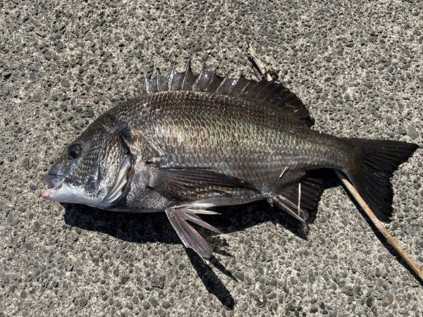 イチノ兄弟、釣果!