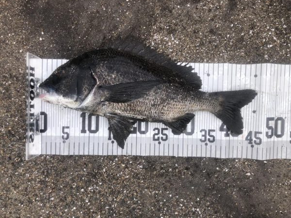 イチノ兄弟、釣果!