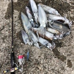 エギング　佐渡遠征④