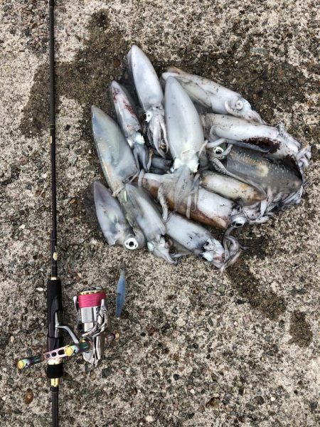 エギング　佐渡遠征④