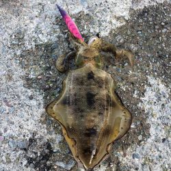 エギング 佐渡遠征⑤2日目