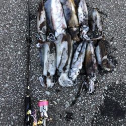 エギング 佐渡遠征⑥