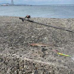 泉佐野一文字!!