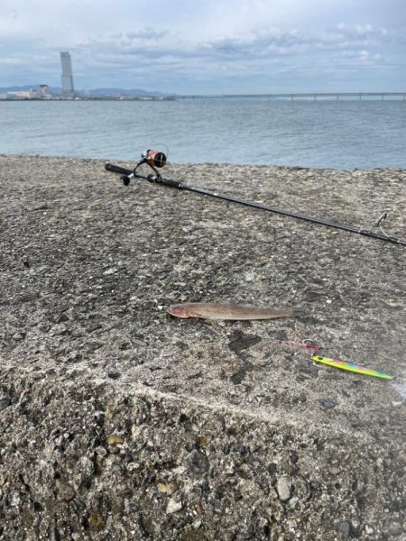 泉佐野一文字!!