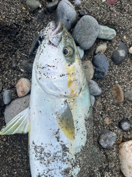 祝！初ヒラマサ！！