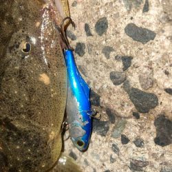 汽水湖の奥でマゴチ!!