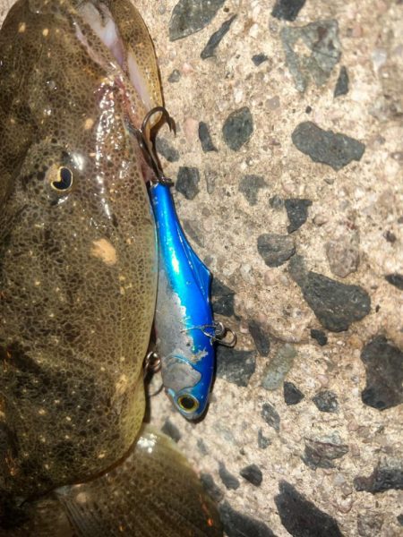 汽水湖の奥でマゴチ!!