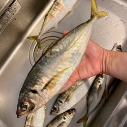 初の尺アジゲット！