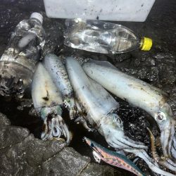 秋イカエギング