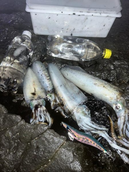 秋イカエギング