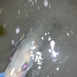 たまにはスピニングで