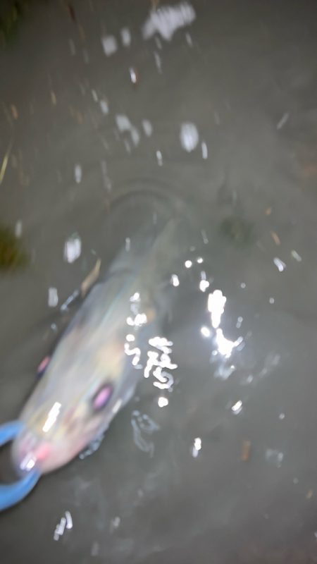 たまにはスピニングで