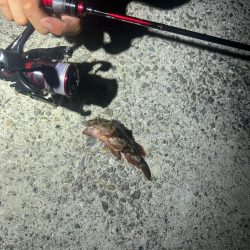 イカとアジを求めて