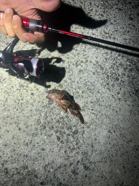 イカとアジを求めて