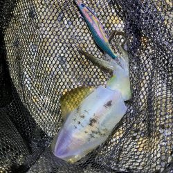 秋🦑 アオリイカ &コウイカ (^.^)