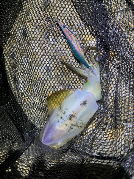 秋🦑 アオリイカ &コウイカ (^.^)