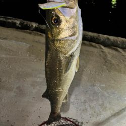 秋のシーバス祭り