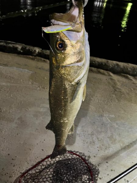 秋のシーバス祭り