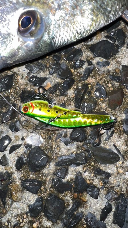 激渋の中粘って釣ったチヌ!